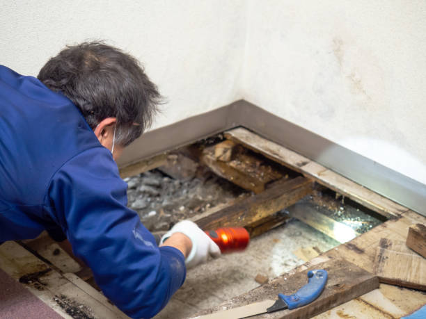 Best Same-Day Mold Removal  in Canby, MN