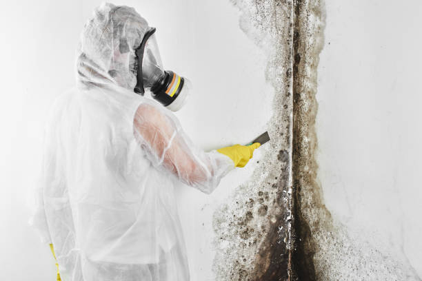 Professional Mold Removal in Canby, MN
