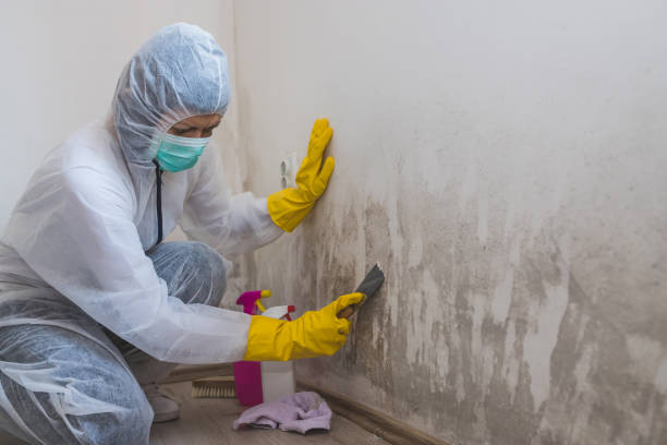 Best Emergency Mold Removal  in Canby, MN