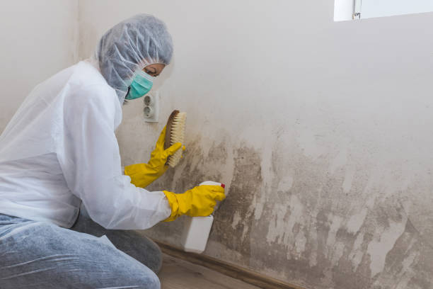 Best Commercial Mold Removal  in Canby, MN