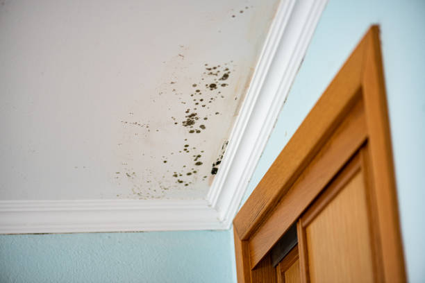Best Best Mold Removal Companies  in Canby, MN