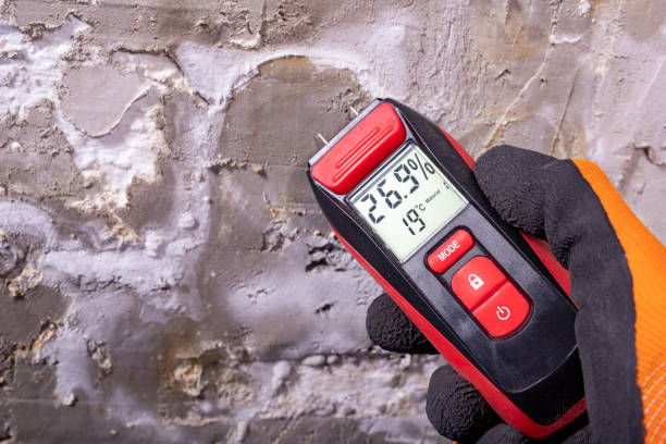 Best Affordable Mold Removal  in Canby, MN