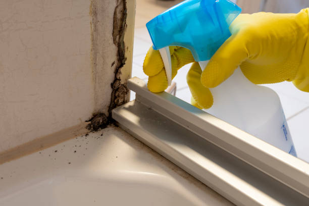 Mold Removal Process in Canby, MN