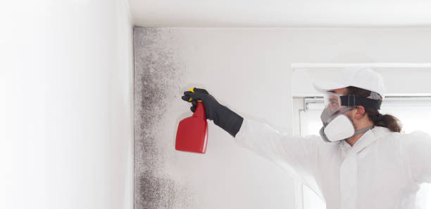 Best Black Mold Removal  in Canby, MN