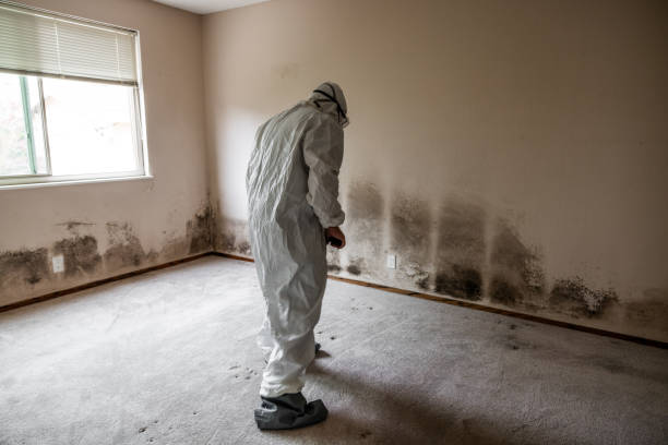 Best Office Mold Removal Services  in Canby, MN