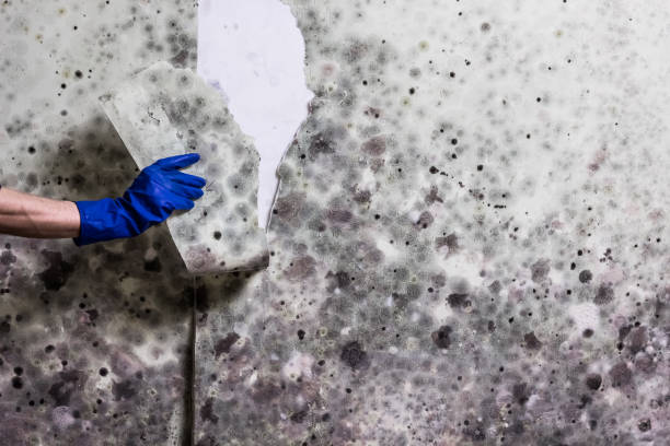 Home Mold Removal in Canby, MN